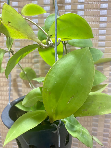 Hoya camporifolia