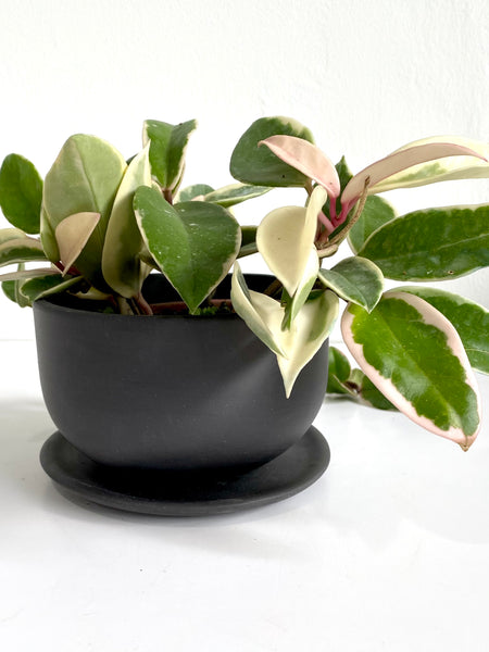 Handmade Graphite Bowl Pot