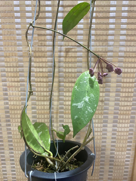 Hoya fauziana ssp angulata