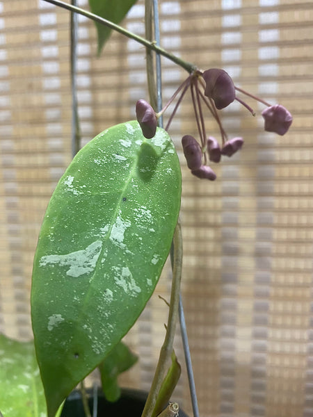 Hoya fauziana ssp angulata