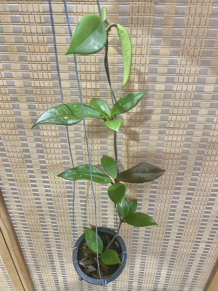 Hoya pubicalyx black dragon