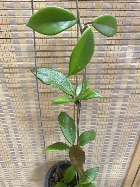 Hoya pubicalyx black dragon
