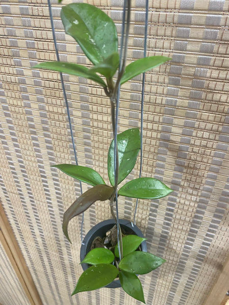Hoya pubicalyx black dragon