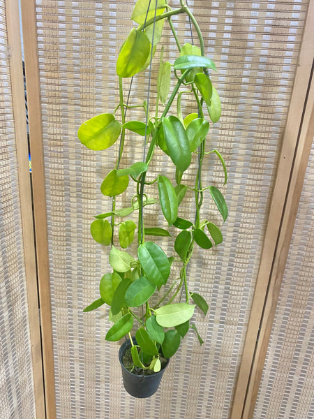 Hoya golden star