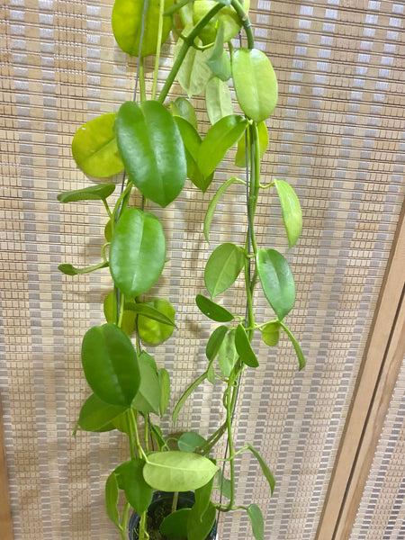 Hoya golden star