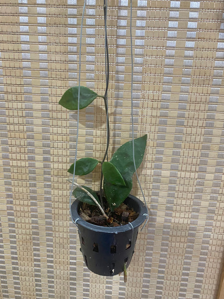 Hoya rundumensis black