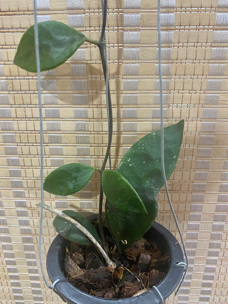 Hoya rundumensis black