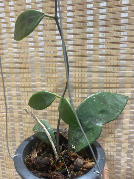 Hoya rundumensis black