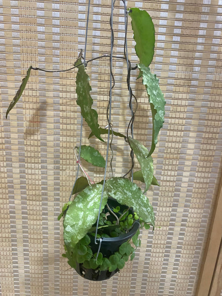 Hoya caudata new