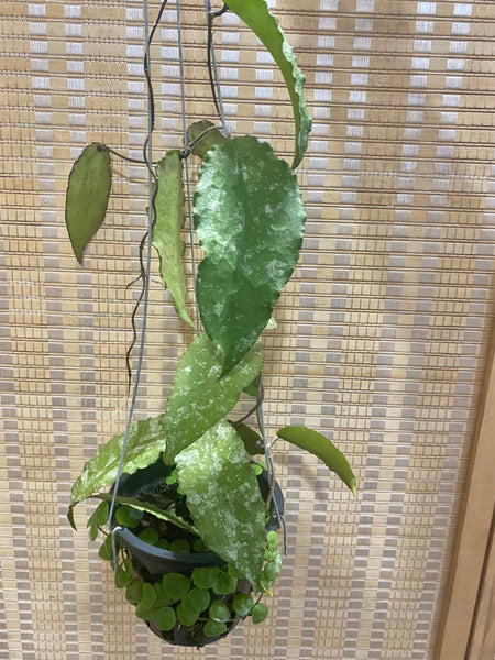 Hoya caudata new