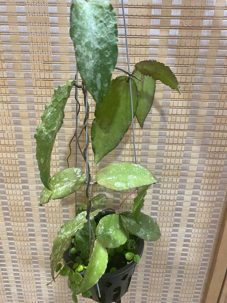 Hoya caudata new