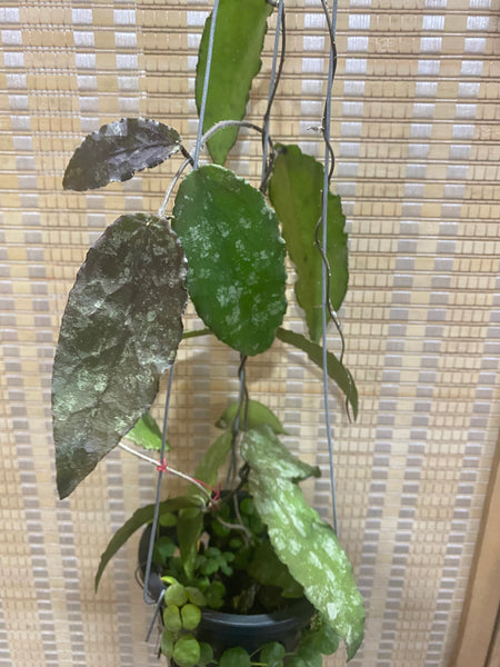 Hoya caudata new