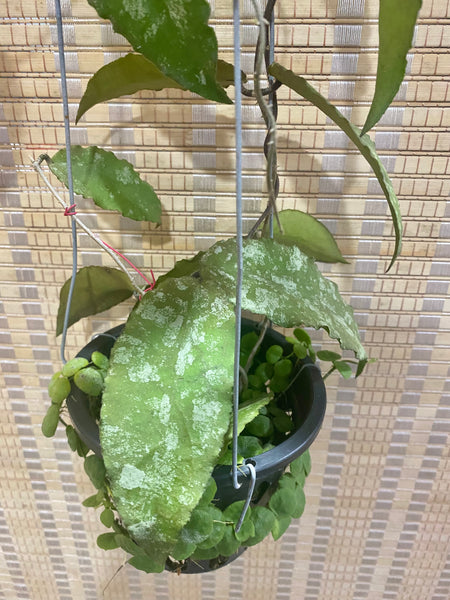 Hoya caudata new