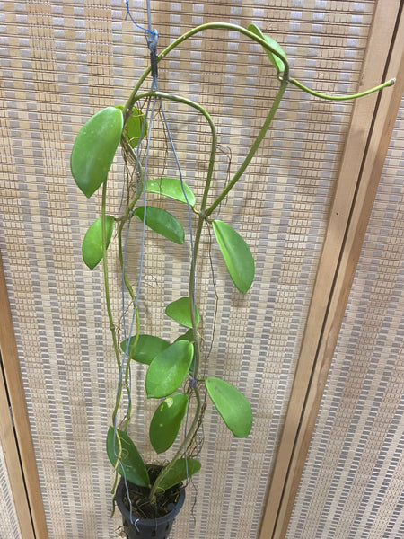 Hoya diversifolia