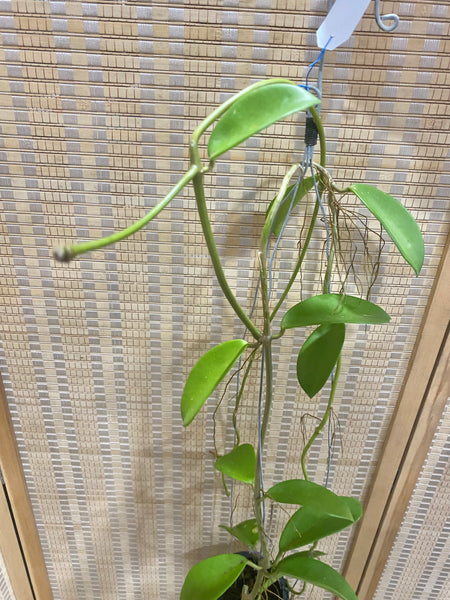 Hoya diversifolia