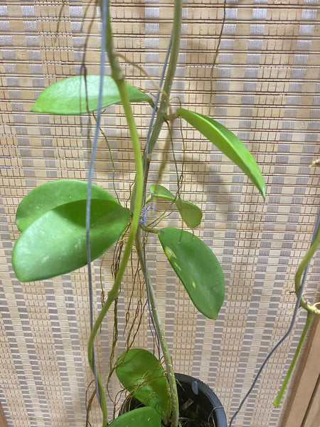 Hoya diversifolia