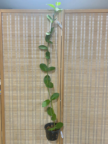 Hoya KB03