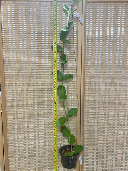 Hoya KB03