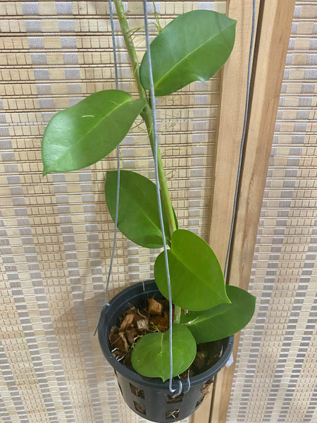 Hoya KB03