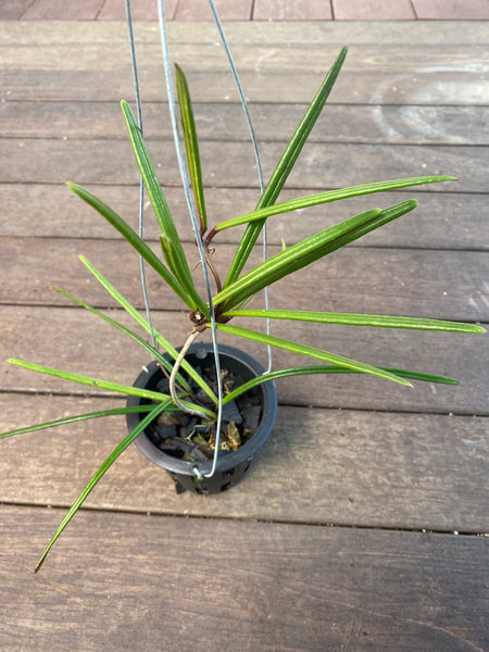 Hoya insularis