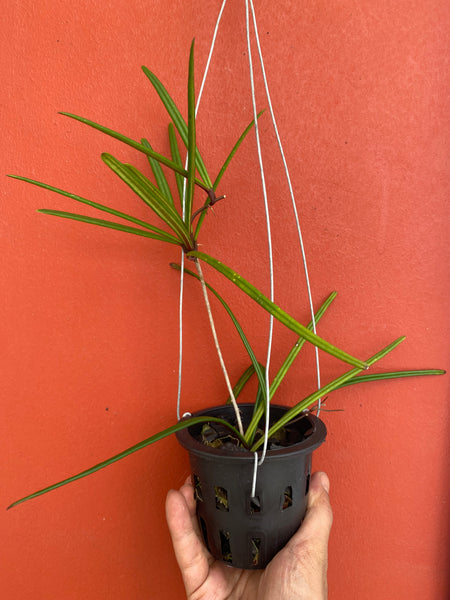 Hoya insularis