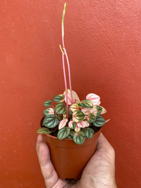 Peperomia piccola banda mini