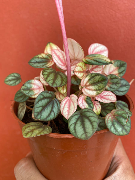Peperomia piccola banda mini