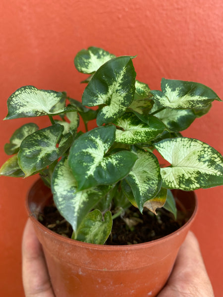 Syngonium mini pixie