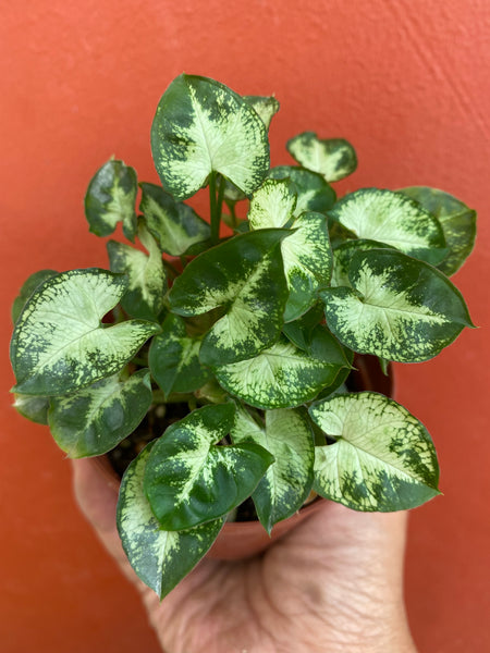 Syngonium mini pixie