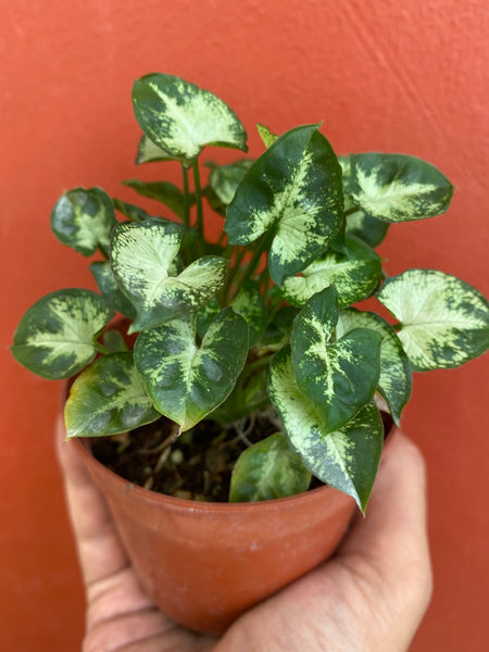 Syngonium mini pixie
