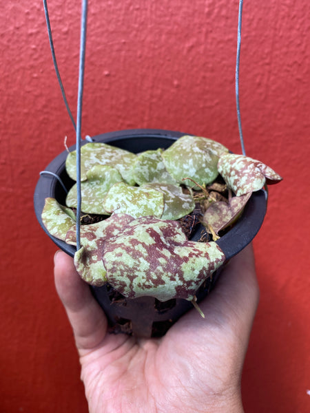 Hoya maxima (s)