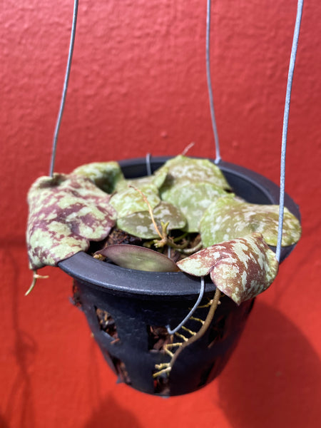 Hoya maxima (s)