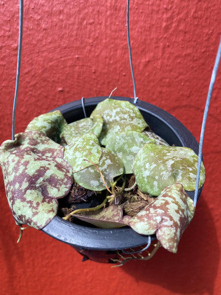 Hoya maxima (s)