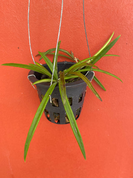 Hoya acicularis (s)