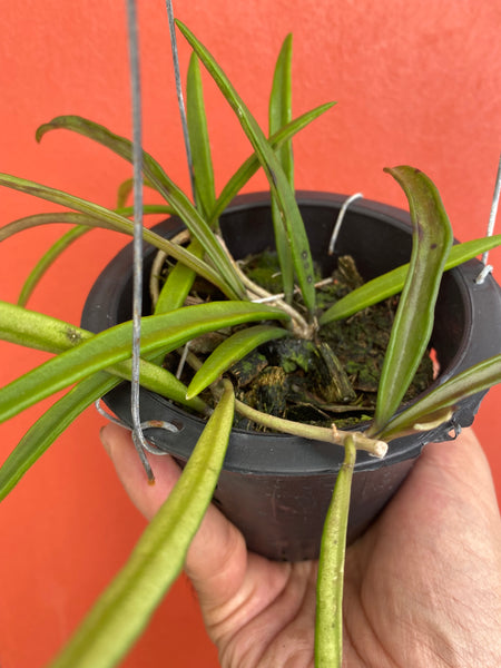 Hoya acicularis (s)