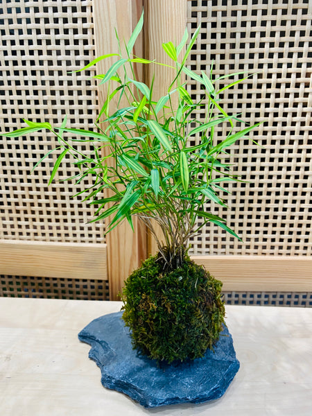 Mini Bamboo Grass Kokedama on Seiryu Rock Slab