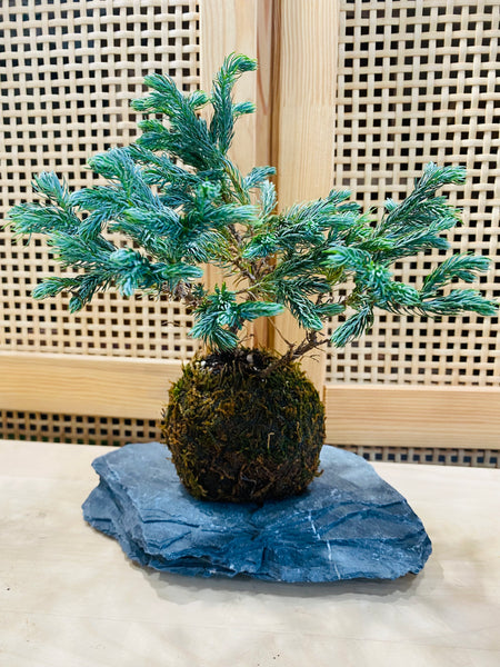 Himalayan Blue Pine Kokedama on seiyu stone slab