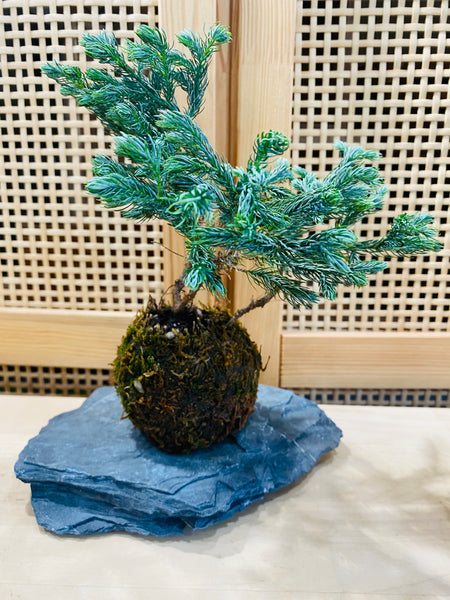 Himalayan Blue Pine Kokedama on seiyu stone slab