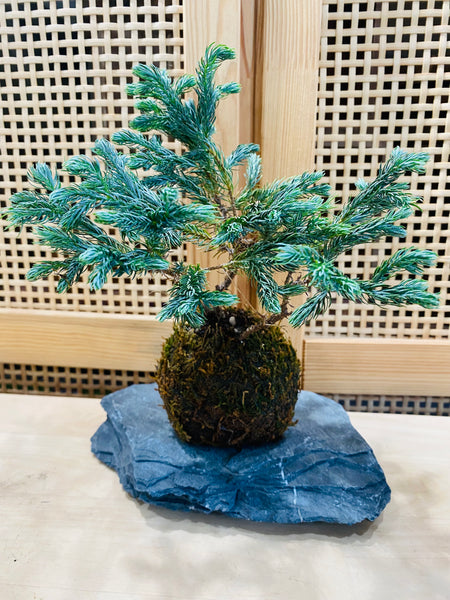 Himalayan Blue Pine Kokedama on seiyu stone slab