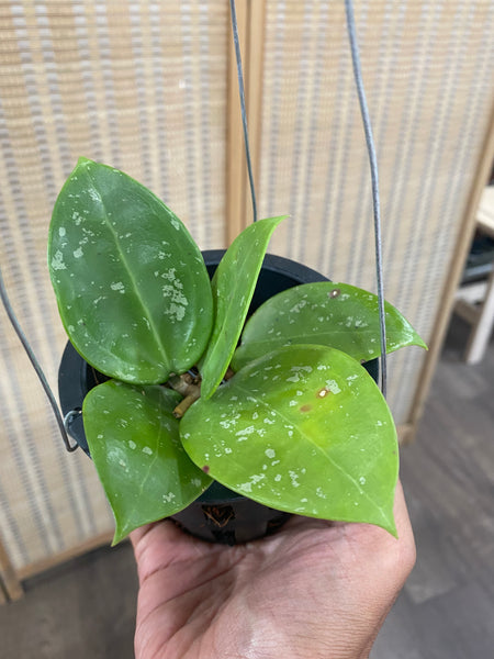 Hoya Parasitica "Heart Splash" (s)