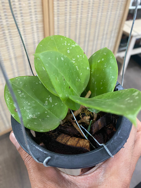 Hoya Parasitica "Heart Splash" (s)