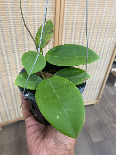 Hoya parasitica (s)