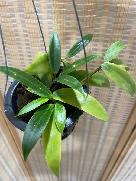 Hoya blashernaezii yellow (s)