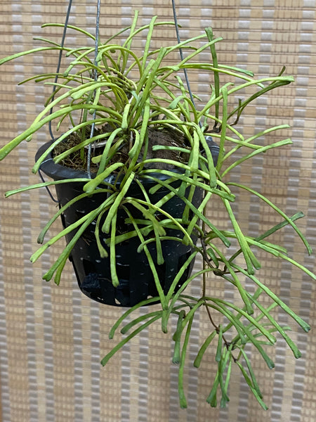 Hoya retusa (s)