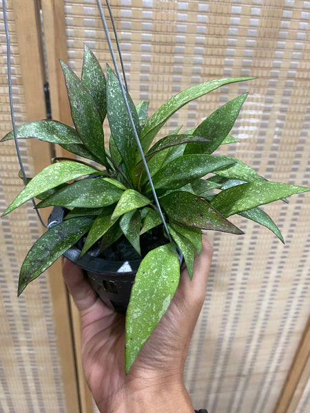 Hoya parviflora (s)