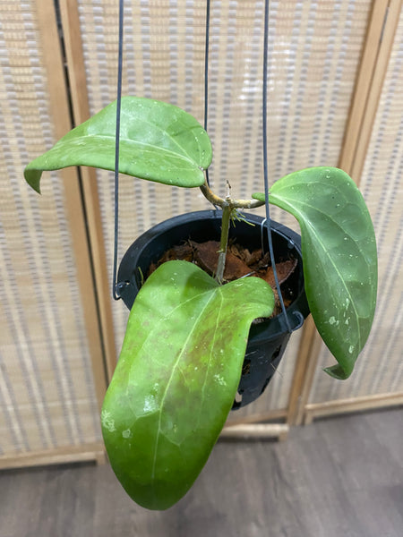 Hoya glabra (s)