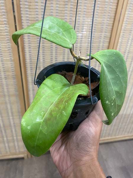 Hoya glabra (s)
