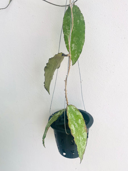 Hoya caudata (s)