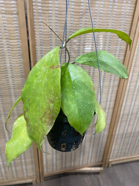 Hoya chicken farm (s)
