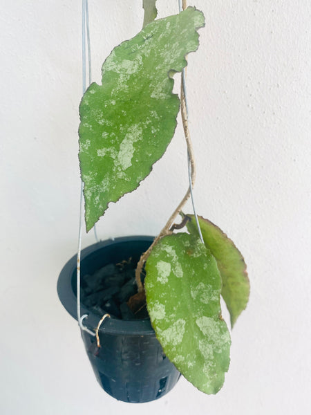 Hoya caudata (s)